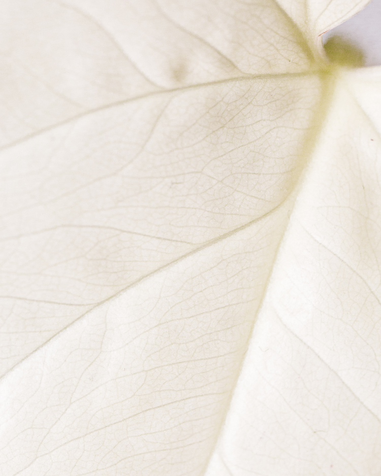 Pelle sensibile/reattiva